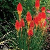 Kniphofia Papaya Popsicle