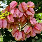 Koelreuteria bipinnata - Chinese Flame Tree image