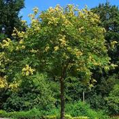 Koelreuteria paniculata - Pride of India