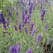 Lavender angustifolia Hidcote, English Lavender