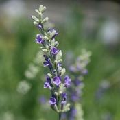 Lavender angustifolia Munstead, English Lavender