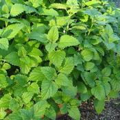 Lemon Balm