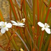 Libertia Sunset Strain