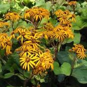 Ligularia dentata Othello