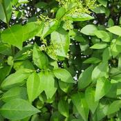 Ligustrum ovalifolium - Green Privet