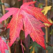 Liquidambar styraciflua Worplesdon