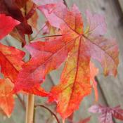 Liquidambar styraciflua