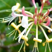 Lonicera periclymenum - Native Honeysuckle