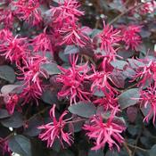 Lorepetalum chinense Fire Dance
