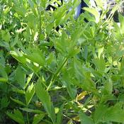 Lovage - Levisticum officinale