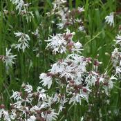Lychnis flos-cuculi White Robin (Alba)