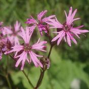 Lychnis flos-cuculi - Ragged Robin