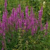Lythrum salicaria - Purple loosestrife