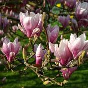 Magnolia x soulangeana