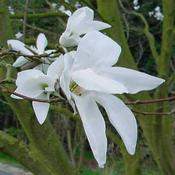 Magnolia x kewensis Wada's Memory