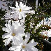 Magnolia stellata