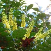 Mahonia x media Charity