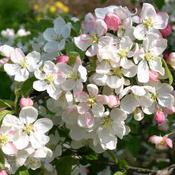Malus Evereste - Flowering Crabapple
