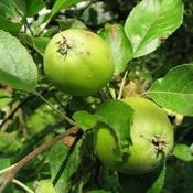 Malus sylvestris - Crabapple