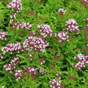 Oregano, compact - Origanum vulgare Compactum
