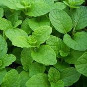 Mint, Garden, Spearmint