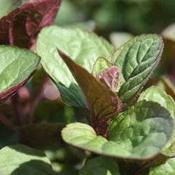 Mint, Eau de Cologne