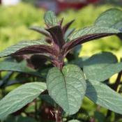Mint, Peppermint (Black Peppermint)