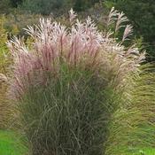 Miscanthus sinensis Morning Light image