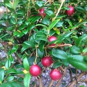 Myrtus ugni  - Chilean guava