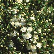 Myrtus communis tarentina