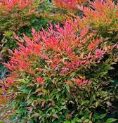 Nandina domestica Gulf Stream
