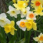 Daffodil - Mixed varieties image