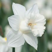 Daffodil Mount Hood image