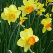Daffodil Red Devon image
