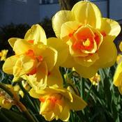 Daffodil Tahiti image