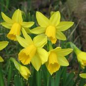 Daffodil (Narcissi) Tete-a-tete image