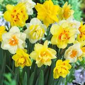 Daffodil - Mixed Double image