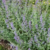 Nepeta Six Hills Giant