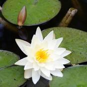 Nymphaea alba - Native white waterlily