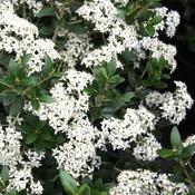 Olearia x haastii