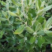 Olearia traversii