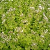 Oregano, golden