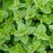 Oregano
