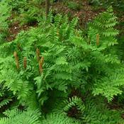 Osmunda regalis