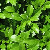 Pachysandra terminalis Green Carpet image