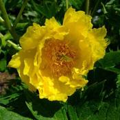 Paeonia lutea