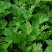 Parsley, flat-leaved (French)