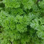 Parsley, curly
