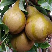 Pear Conference