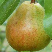 Pear Williams' Bon Chrétien
